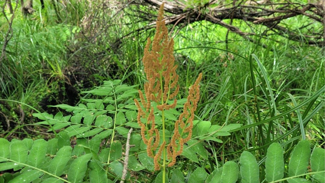 Royal fern