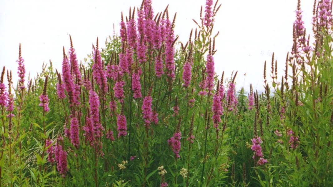 Several long stemmed plants with strings of purple flowers