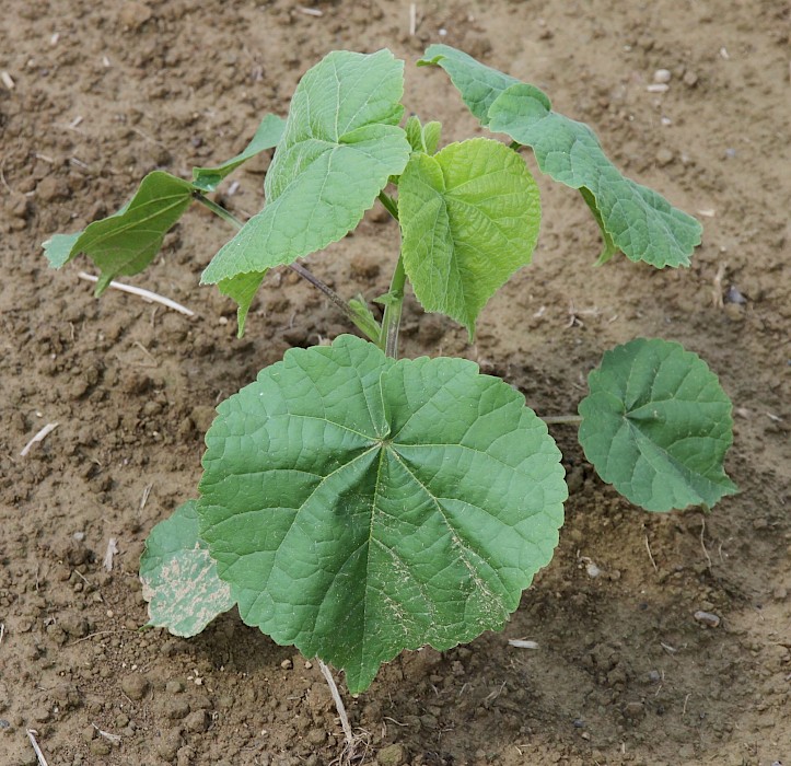 Abutilon theophrasti