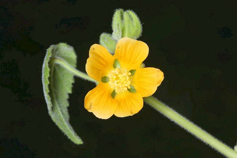 Abutilon theophrasti