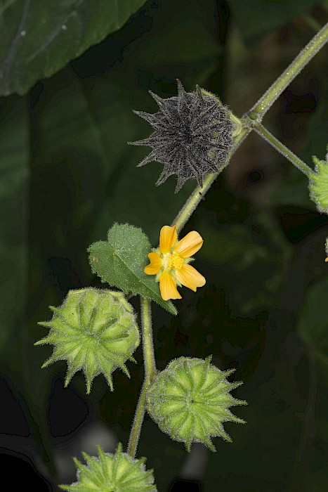 Abutilon theophrasti