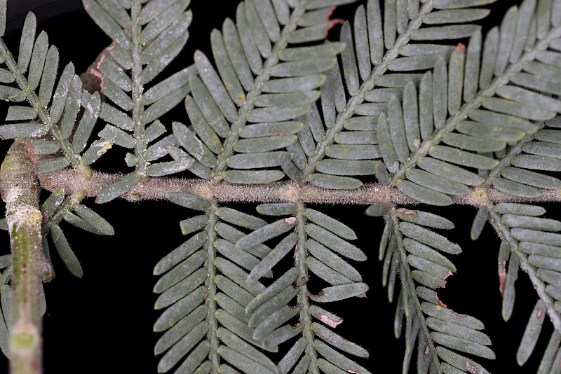 Acacia dealbata