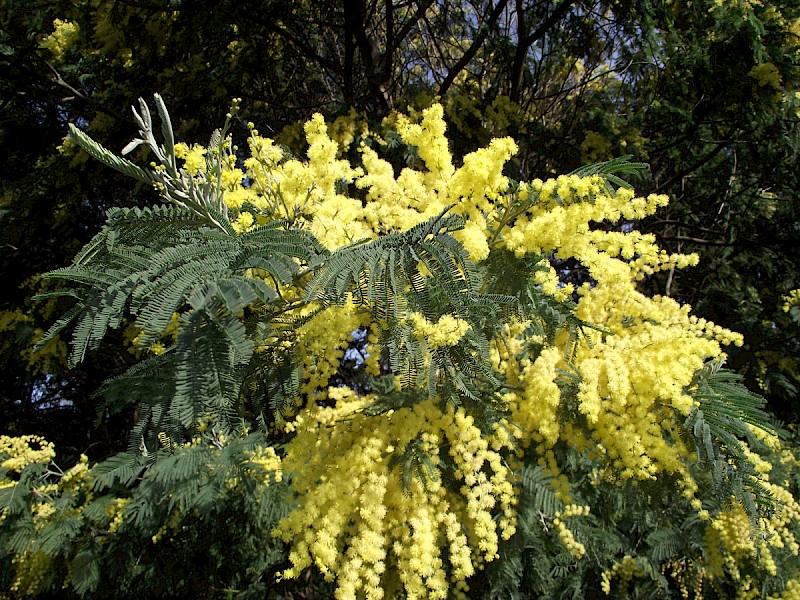 Acacia dealbata