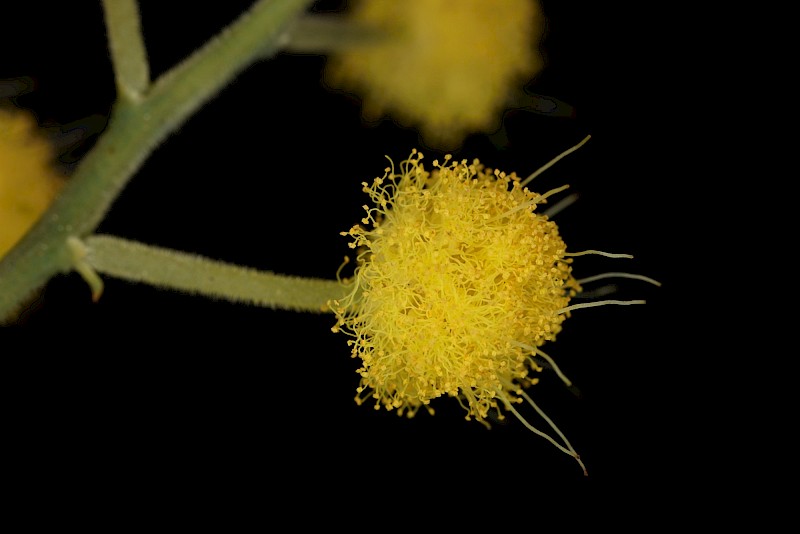 Acacia dealbata