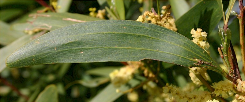 Acacia longifolia