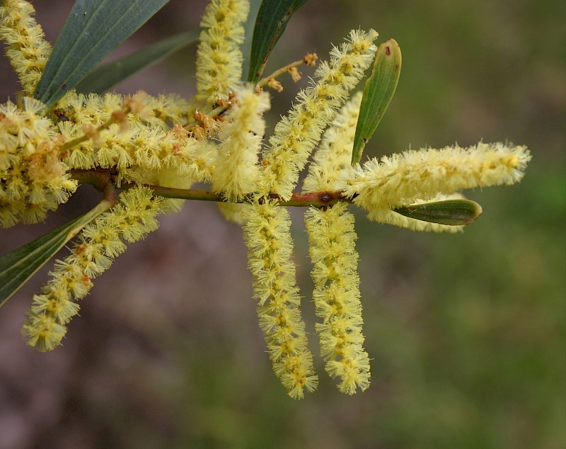 Acacia longifolia