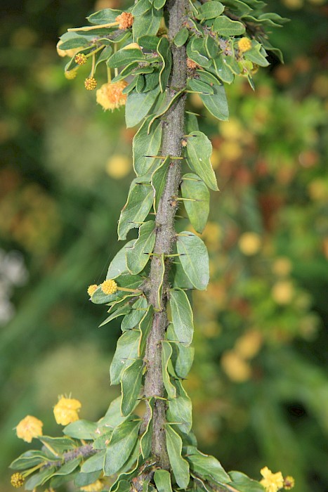 Acacia paradoxa