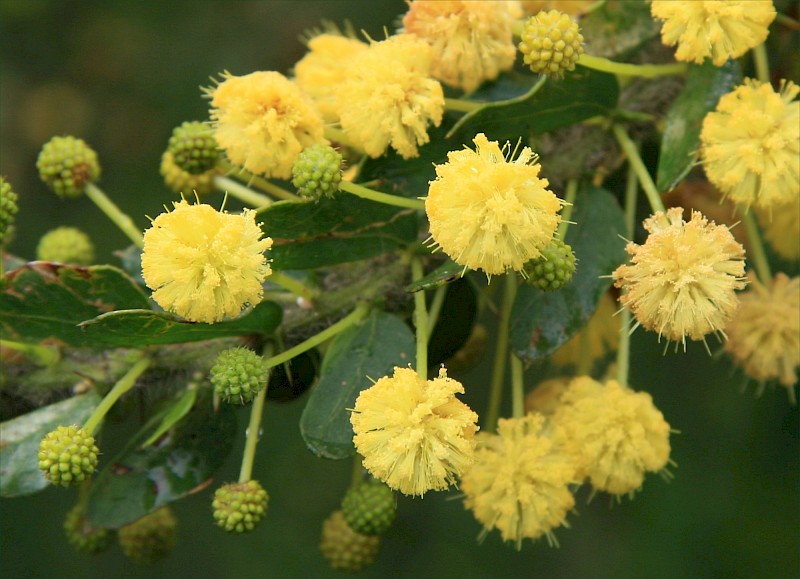 Acacia paradoxa