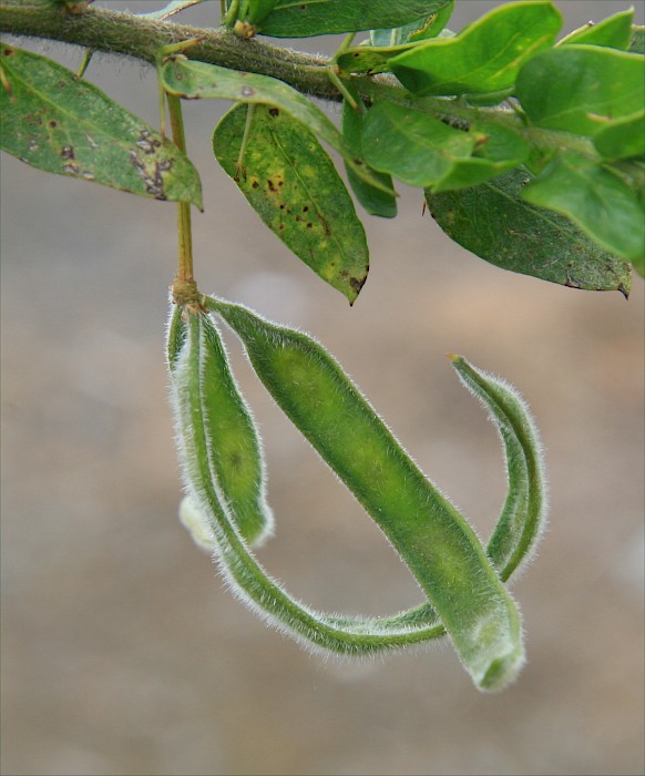 Acacia paradoxa