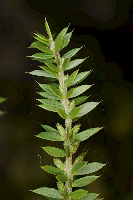Acacia verticillata