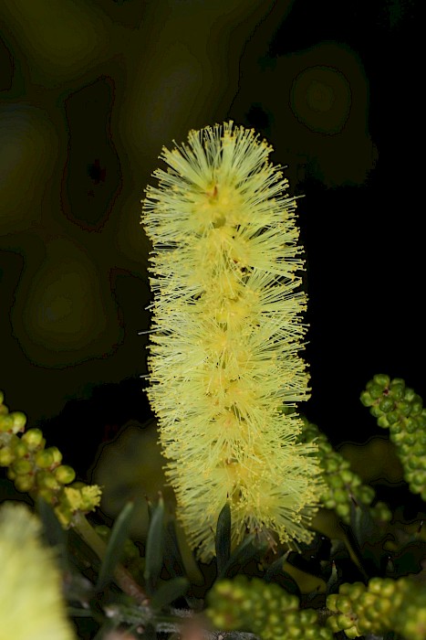 Acacia verticillata