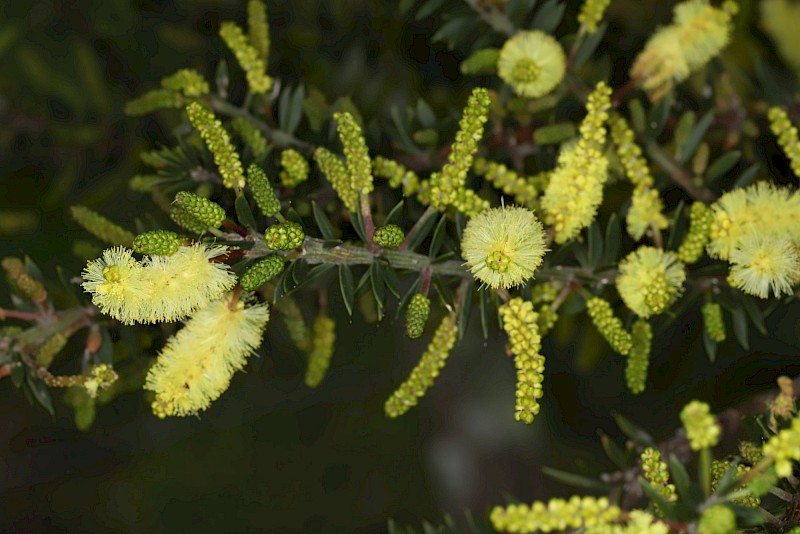 Acacia verticillata