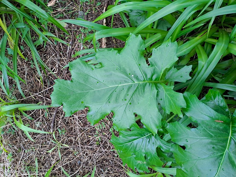 Acanthus mollis