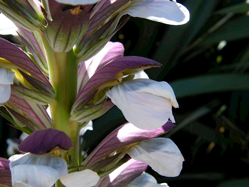 Acanthus mollis
