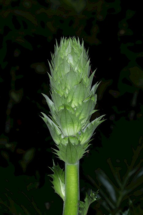 Acanthus mollis