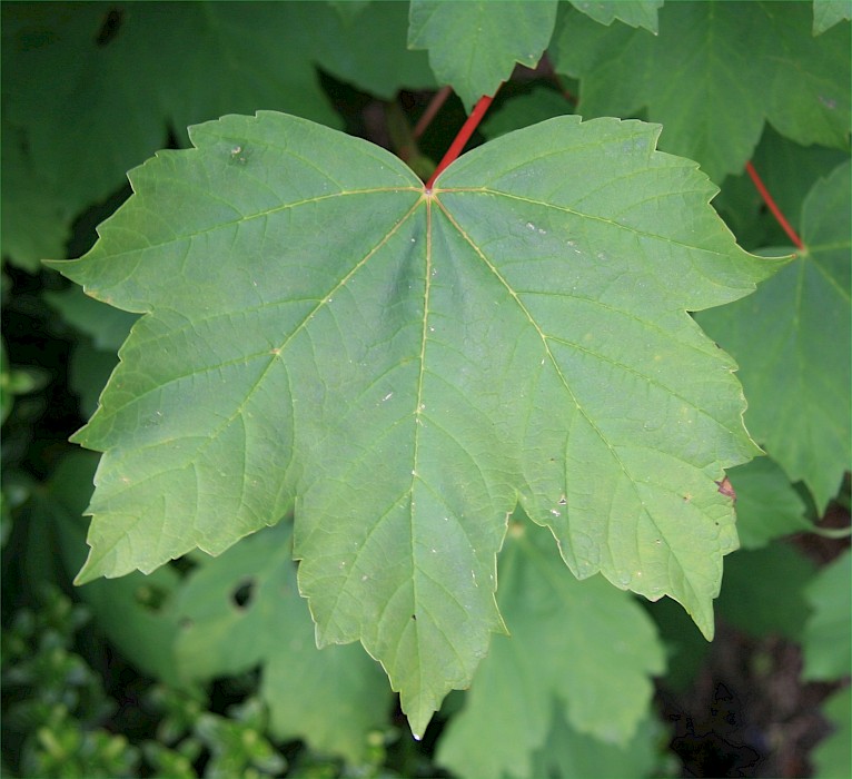 Acer pseudoplatanus