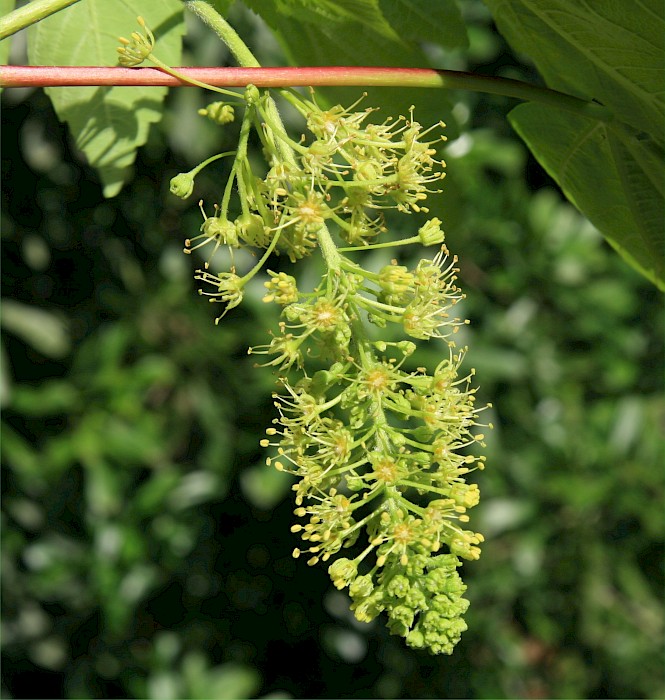 Acer pseudoplatanus