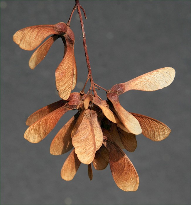 Acer pseudoplatanus