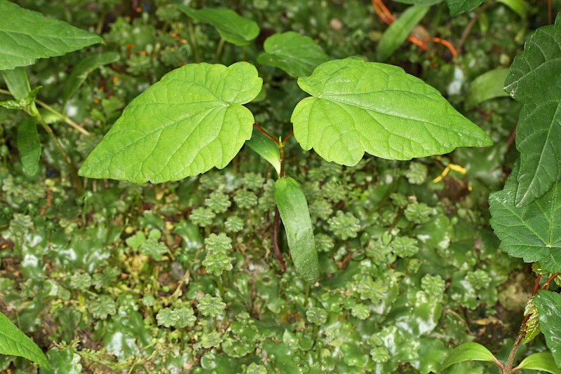 Acer pseudoplatanus