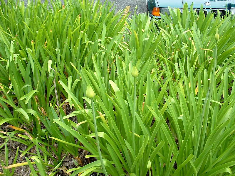 Agapanthus praecox
