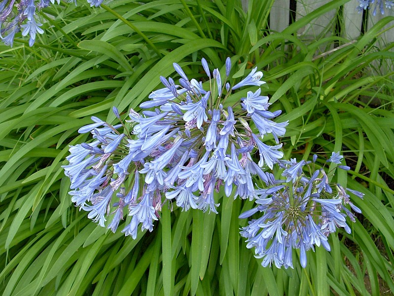 Agapanthus praecox