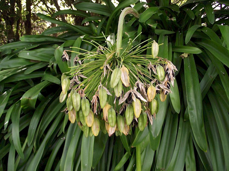 Agapanthus praecox