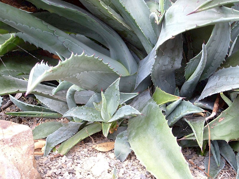 Agave americana