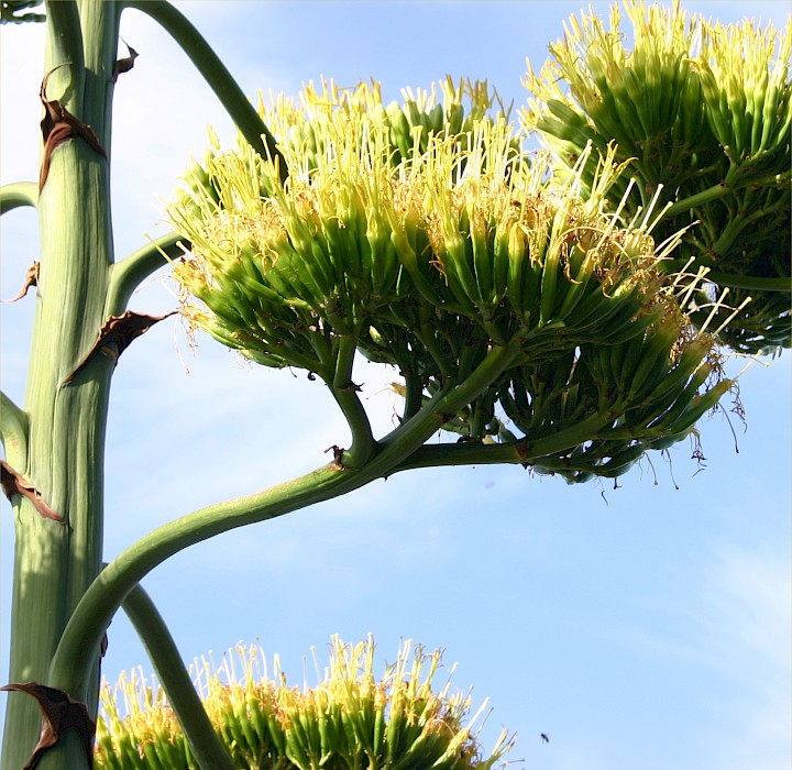Agave americana