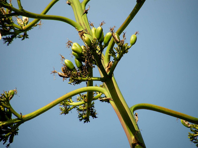 Agave americana