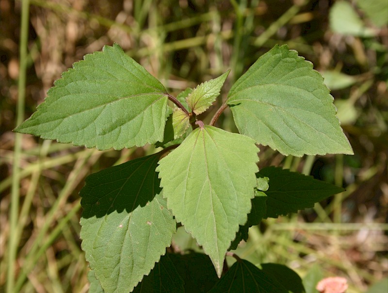 Ageratina adenophora