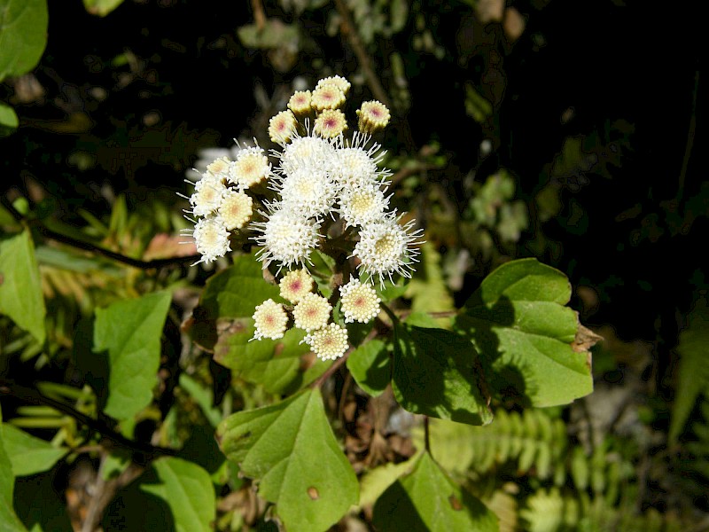 Ageratina adenophora