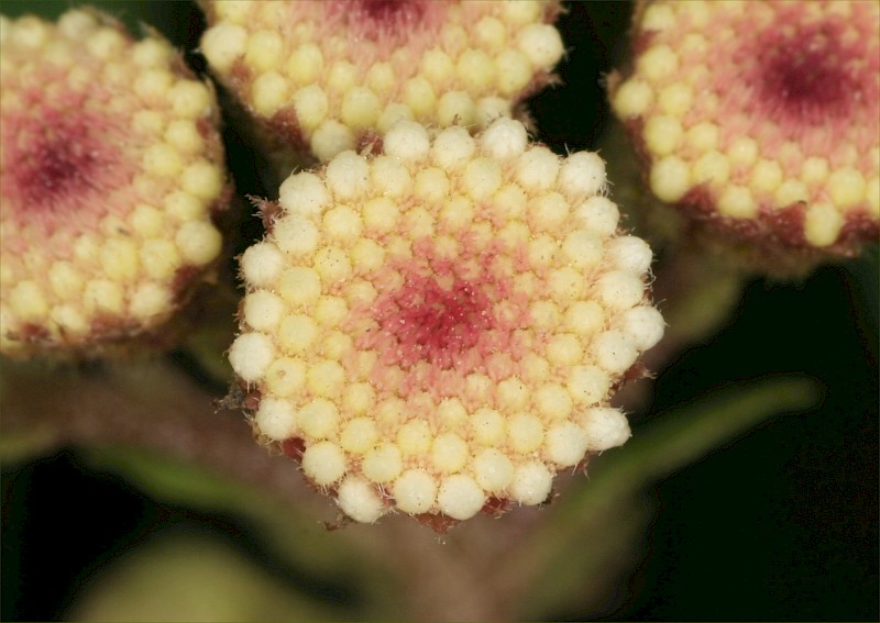 Ageratina adenophora