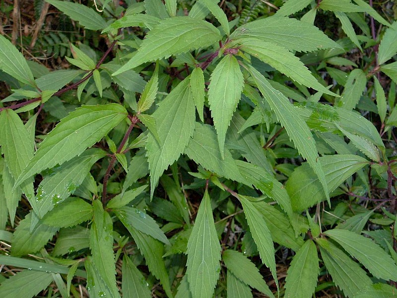 Ageratina riparia