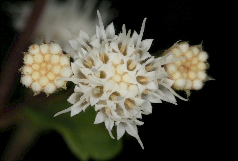 Ageratina riparia