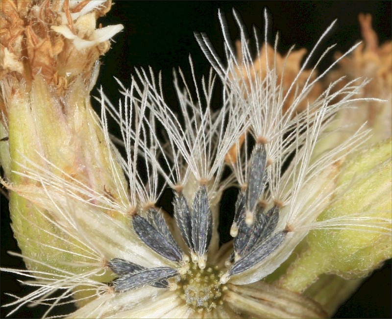 Ageratina riparia