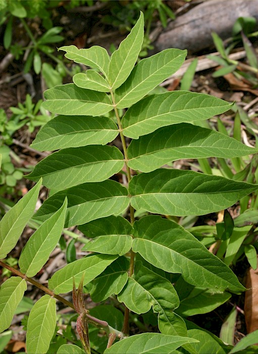 Ailanthus altissima