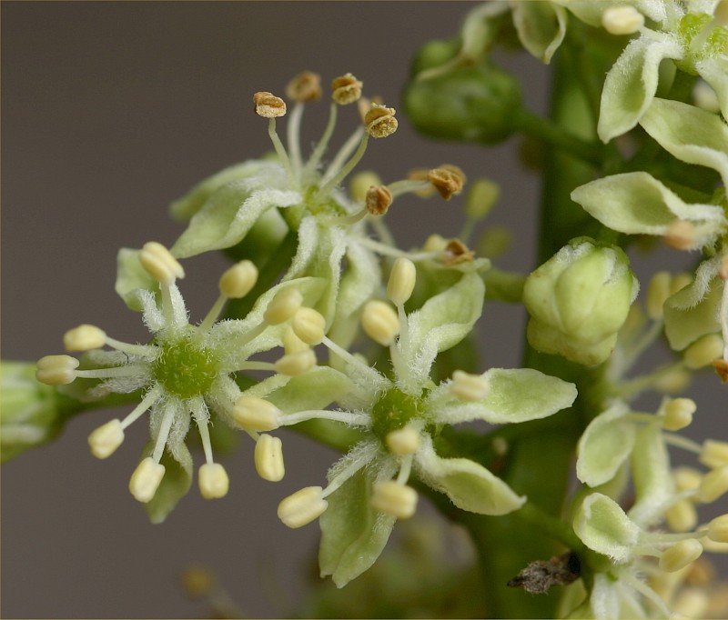 Ailanthus altissima