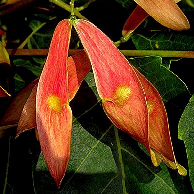 Ailanthus altissima