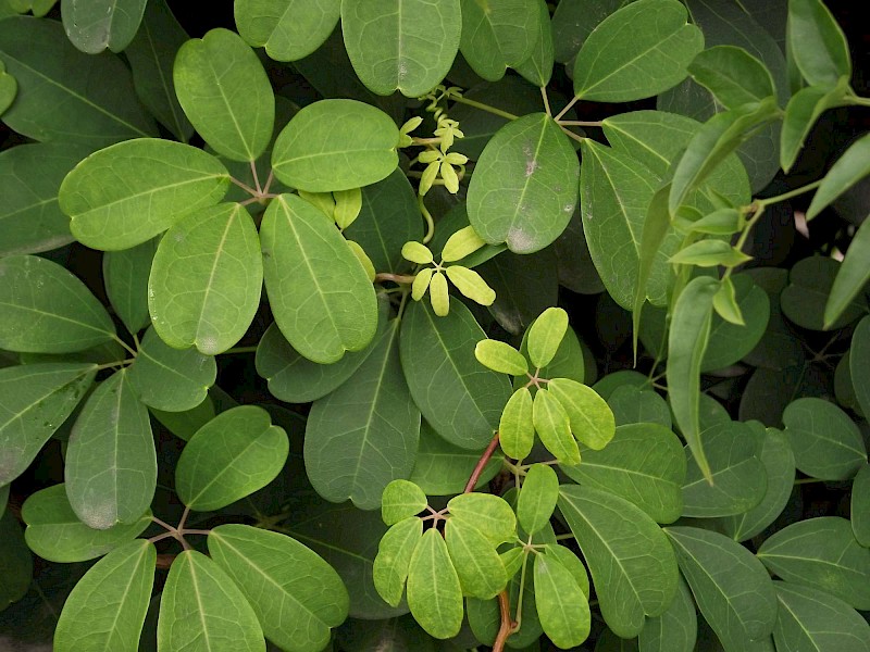 Akebia quinata