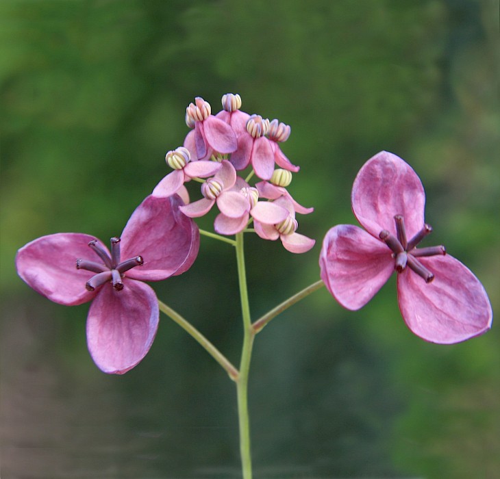 Akebia quinata