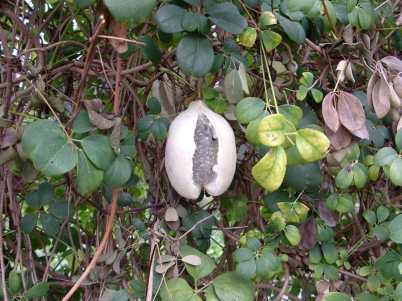 Akebia quinata