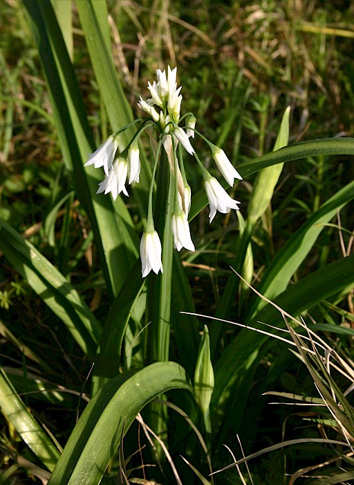 Allium triquetrum
