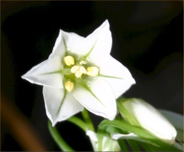 Allium triquetrum