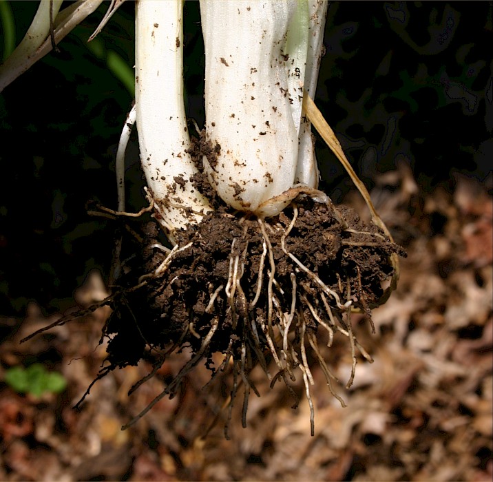 Allium triquetrum