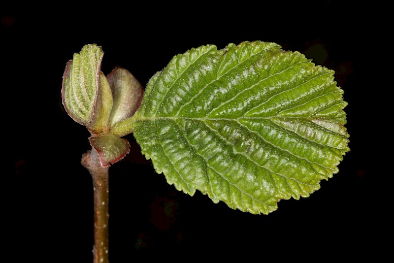 Alnus glutinosa