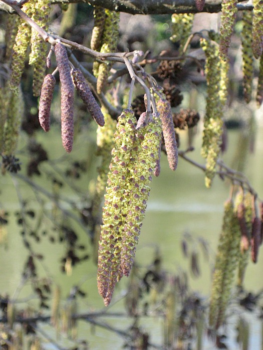 Alnus glutinosa