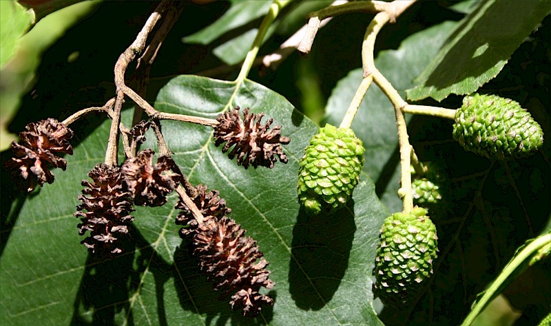 Alnus glutinosa