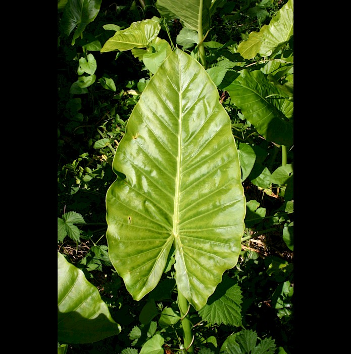 Alocasia brisbanensis