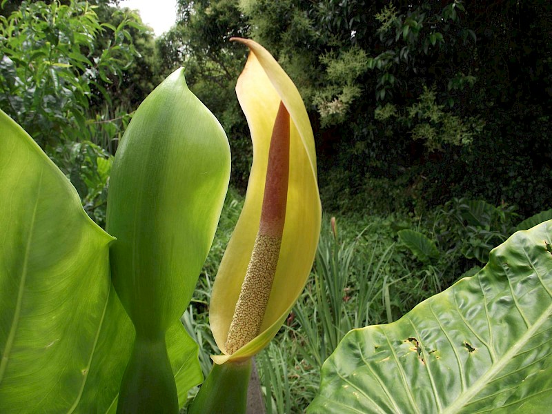 Alocasia brisbanensis