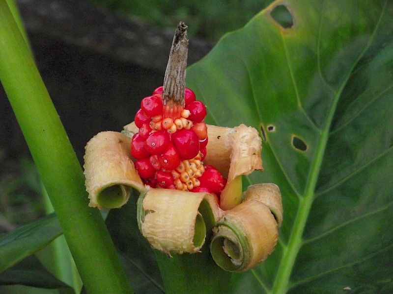 Alocasia brisbanensis